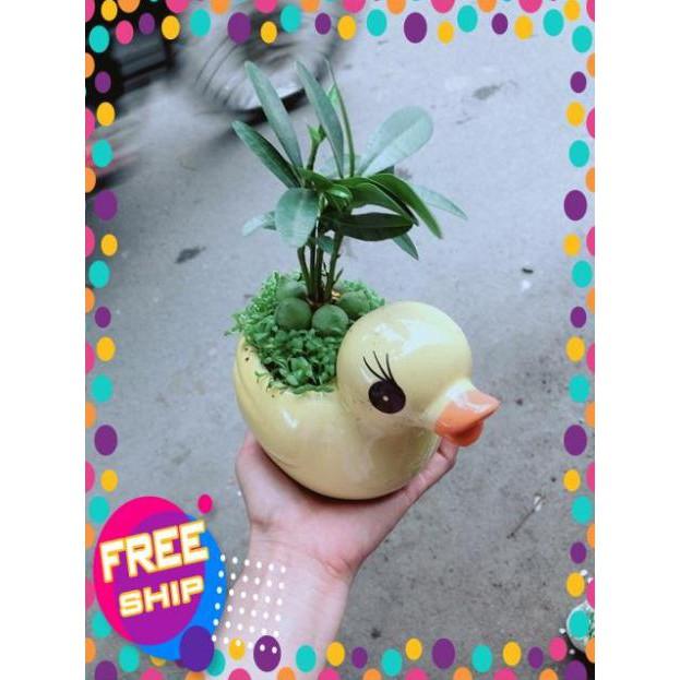 Chậu Vịt Vàng May Mắn