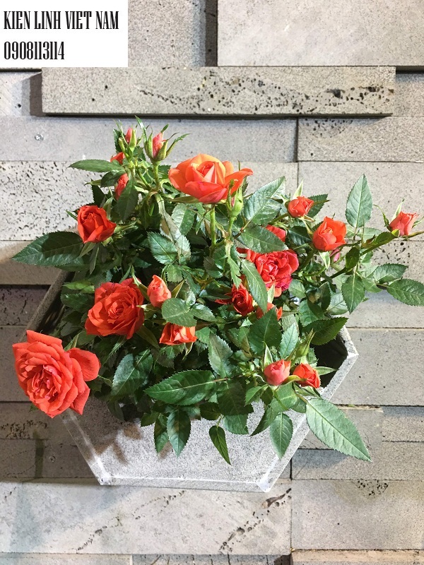 Chậu hoa đá ong xám 2 tầng đáy KT 20x20x30cm độc đáo