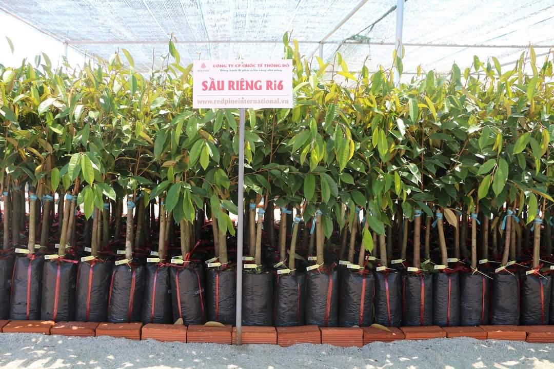 Giống sầu riêng ri6 đầu dòng