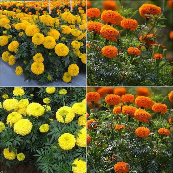 Hạt giống hoa vạn thọ Mỹ mix màu KNS3678 - Gói 50 hạt