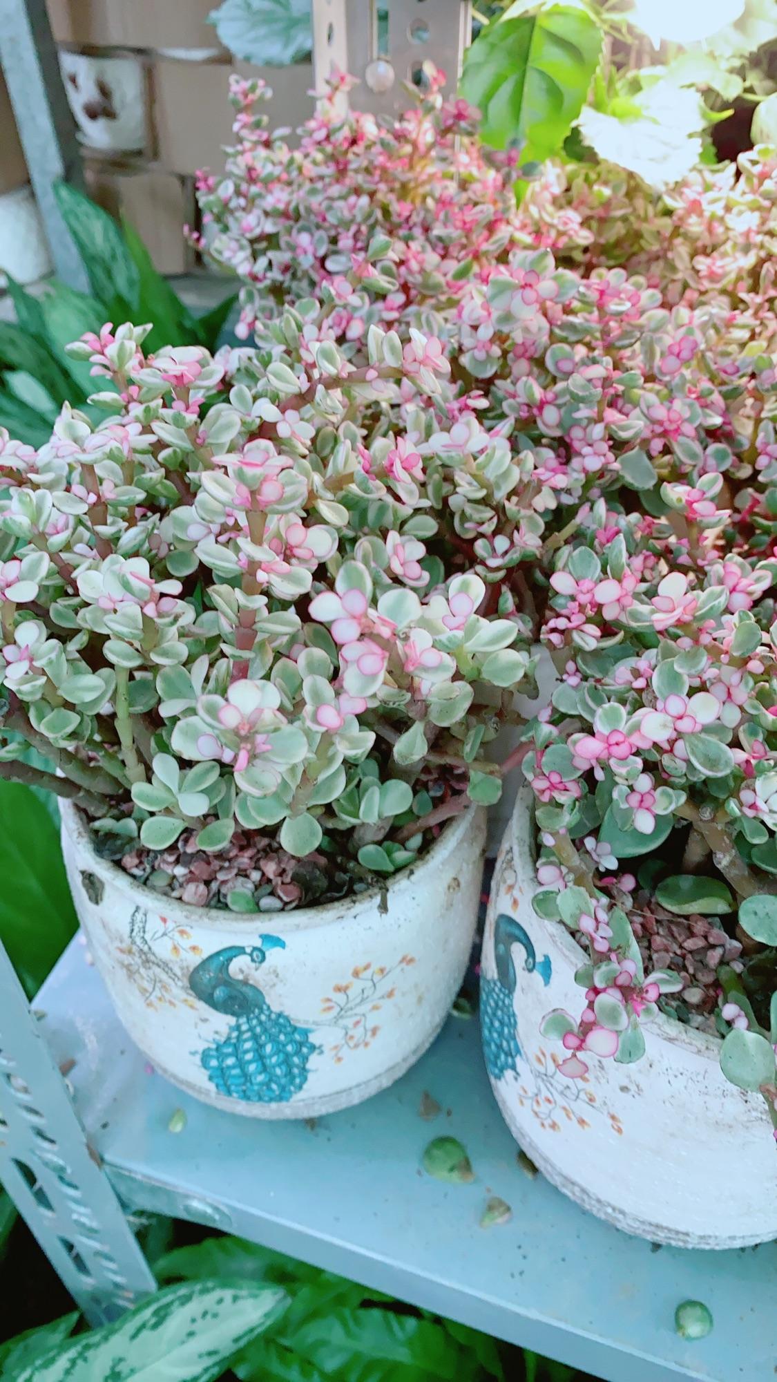 Chậu Cây Cành Vàng Lá Ngọc