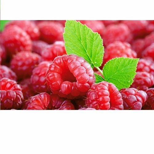 Hạt giống mâm xôi đỏ gói 30 hạt xuất xứ Việt Nam - KC82CD