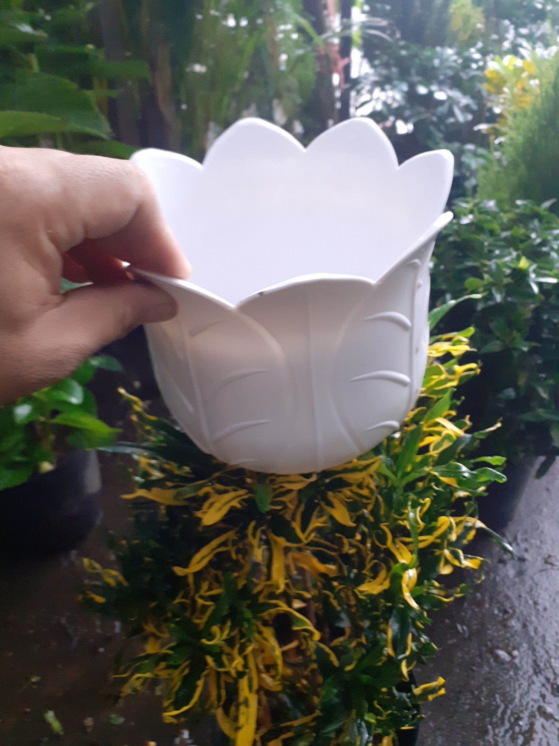 Chậu nhựa trồng cây hình bắp cải dễ thương.