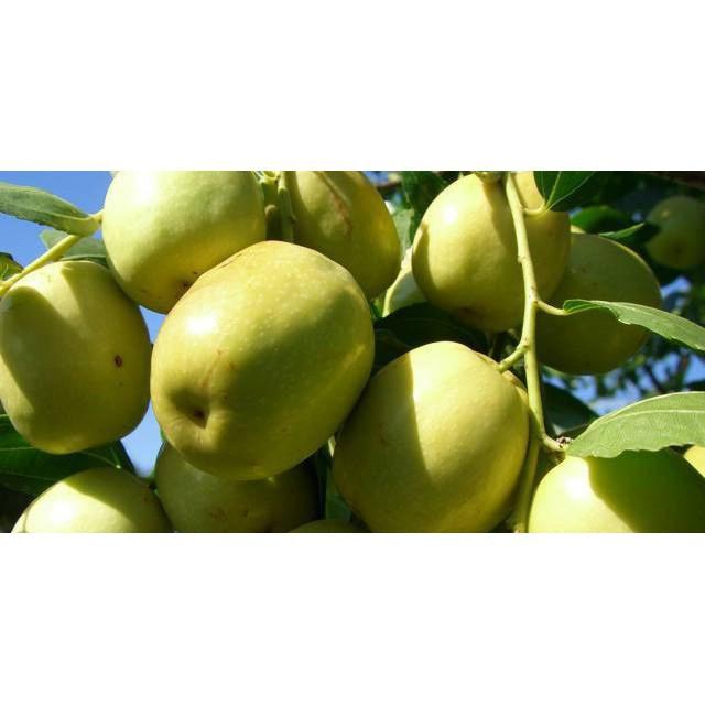 CÂY GIỐNG TÁO ĐẠI SIÊU NGON SIÊU QUẢ DÒNG QUẢ SỚM