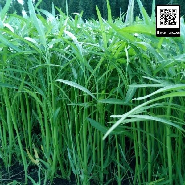 Combo 3 gói Hạt giống rau muống dể trồng f1-gói 20 gram-tặng kèm gói phân bón lót