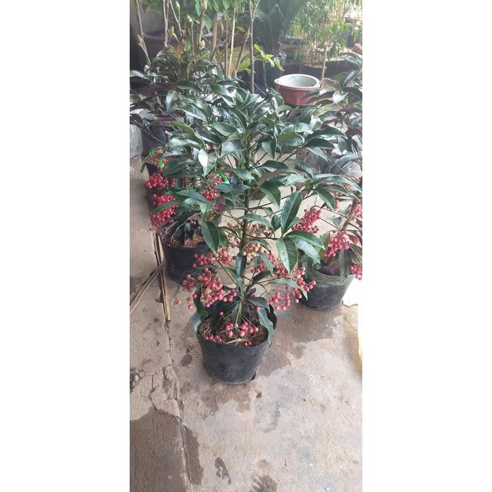 CÂY KIM NGÂN LƯỢNG