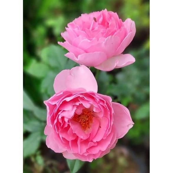 Hoa Hồng ngoại Eckart Witzigmann - bầu cây giống