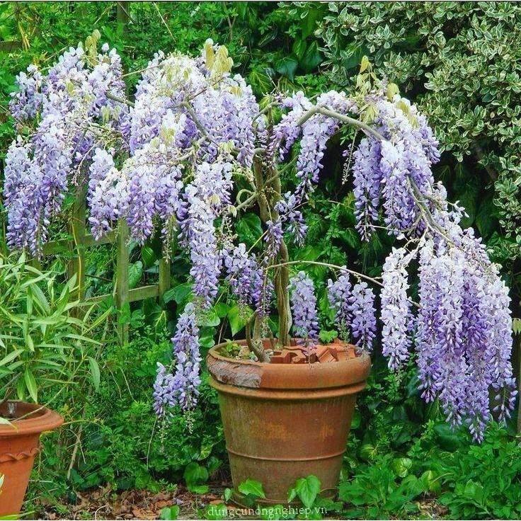 Cây đẹp, Cây tử đằng thân gỗ cao 70 cm