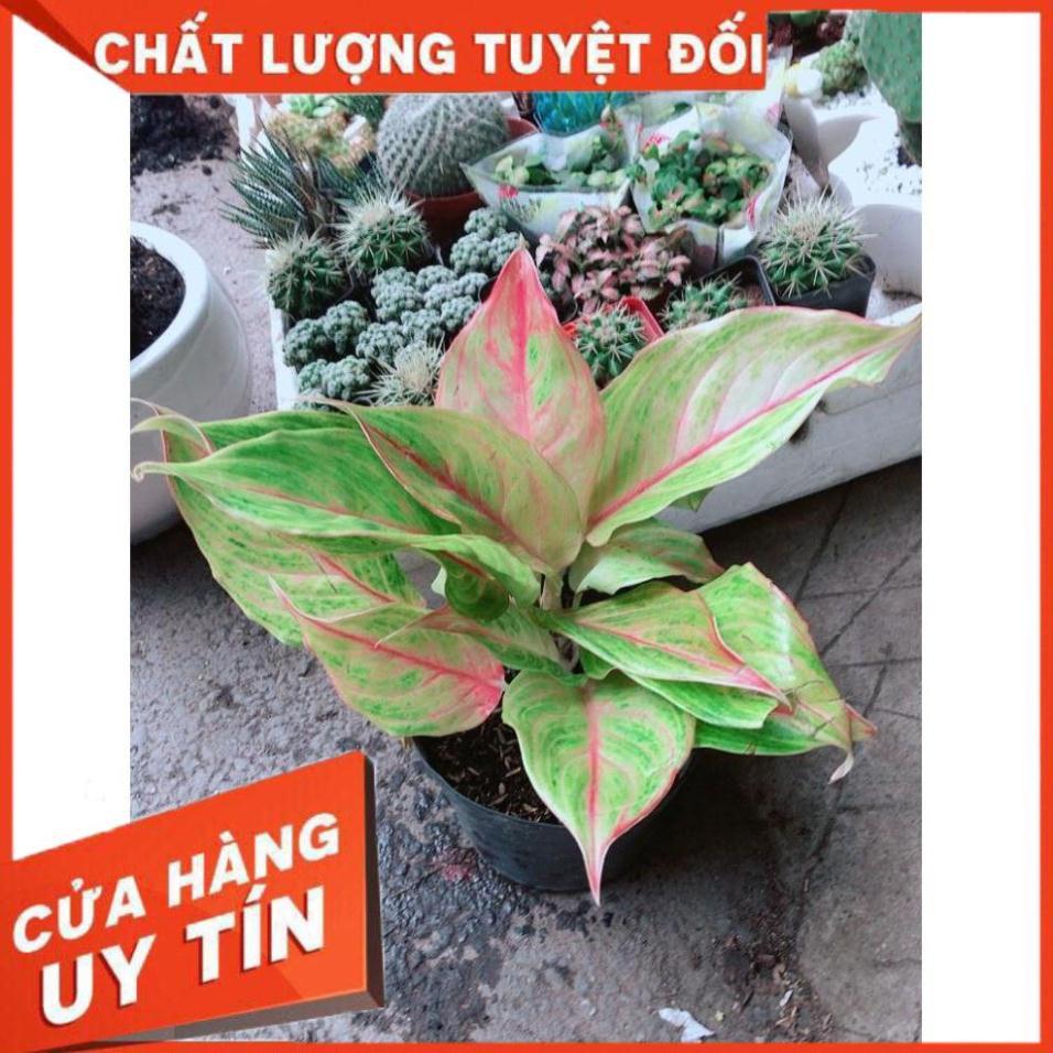 Cây Phú Quý Vàng Nhiều Người Mua