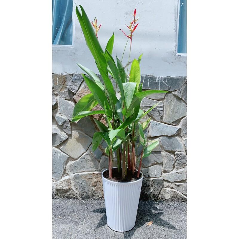 Chậu Cây Chuối Mỏ Két