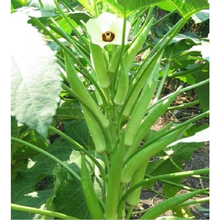 Hạt giống đậu bắp xanh dể trồng F1 - gói 10gram-tặng kèm gói phân bón lót