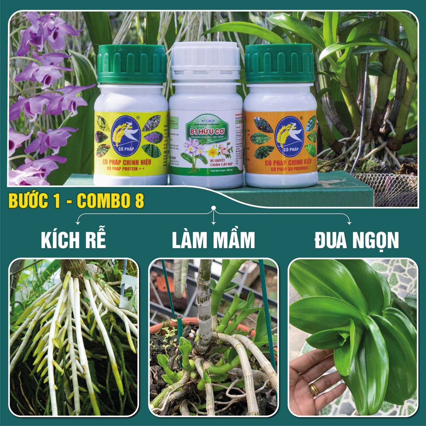 BƯỚC 1 COMBO8 100 - Phân bón kích rễ, mầm, phục hồi cây yếu, phát triển thân lá trên hoa cảnh (100g/ml/chai)