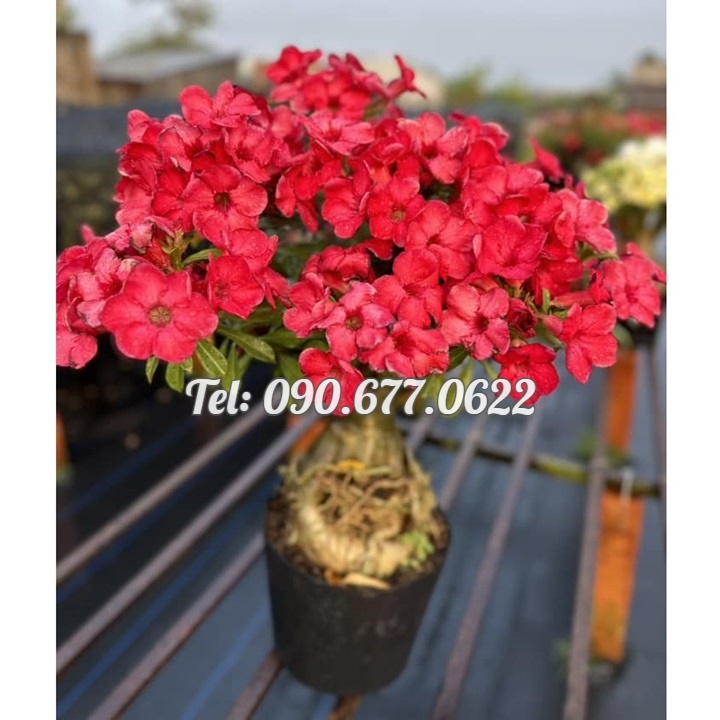 Hạt giống hoa sứ đỏ Taiwan nhiều hoa - Bịch 10 hạt – Mã số 2086