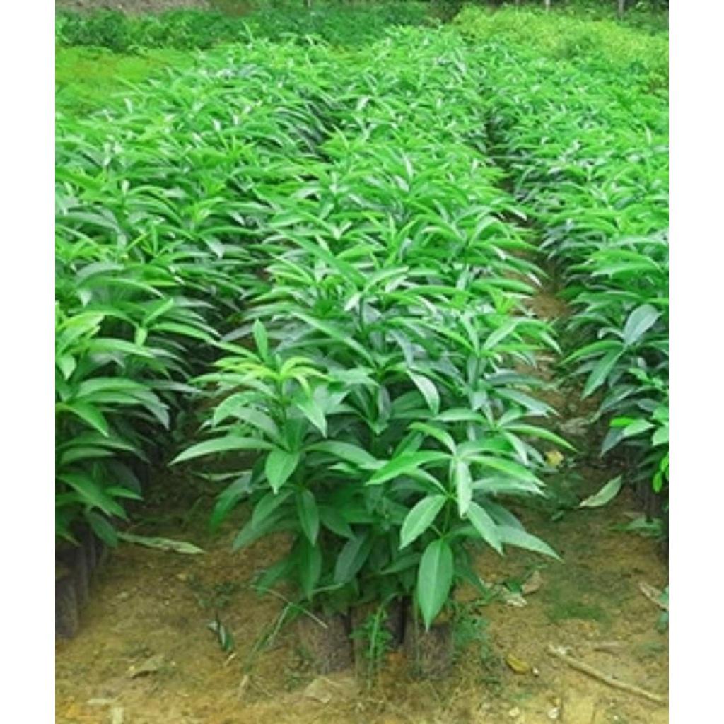 Cây Hoa Sữa Giống