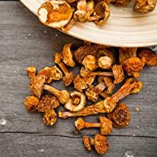 agaricus blazei