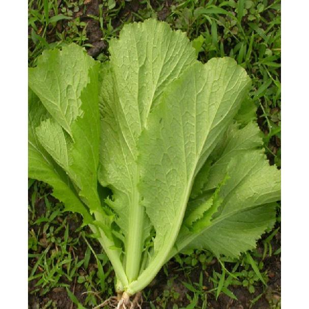 Hạt giống rau cải mào gà cao sản KNS3397 - 1 gói 10gram