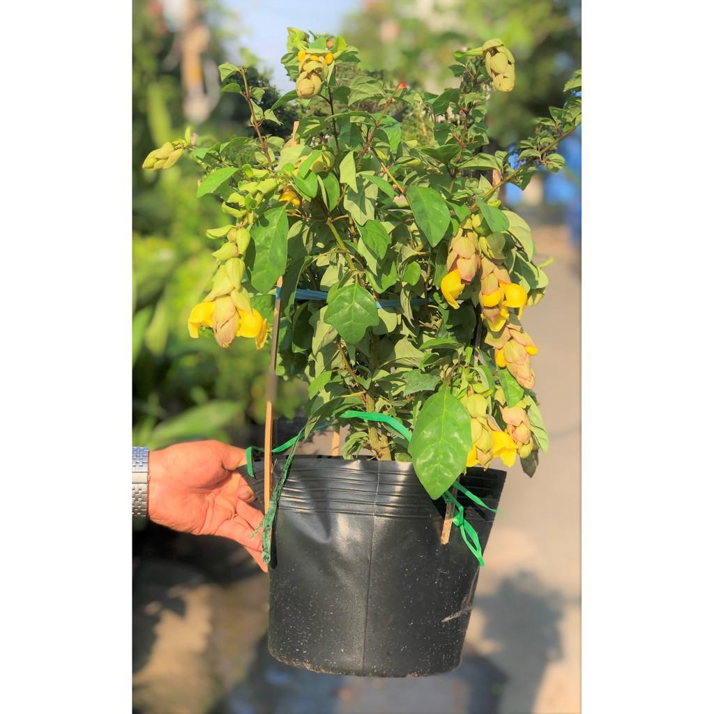 Chậu cây Huyền Trân công chúa hoa màu vàng cao 50 - 70 cm
