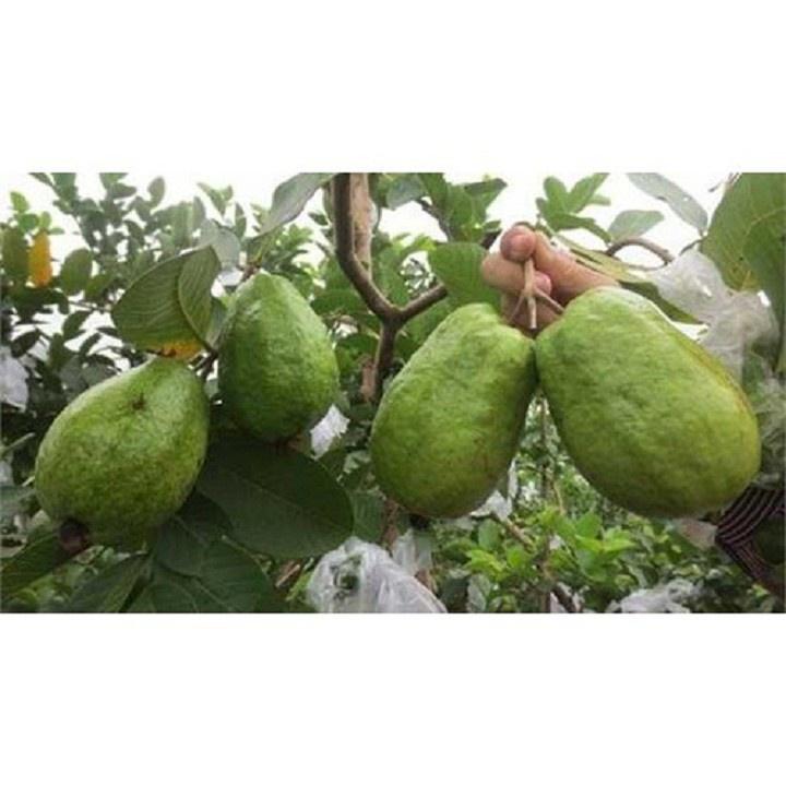 CÂY GIỐNG ỔI RUỘT ĐỎ KHÔNG hạt