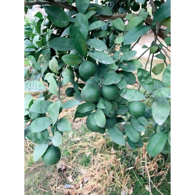 Cây giống chanh tứ quý