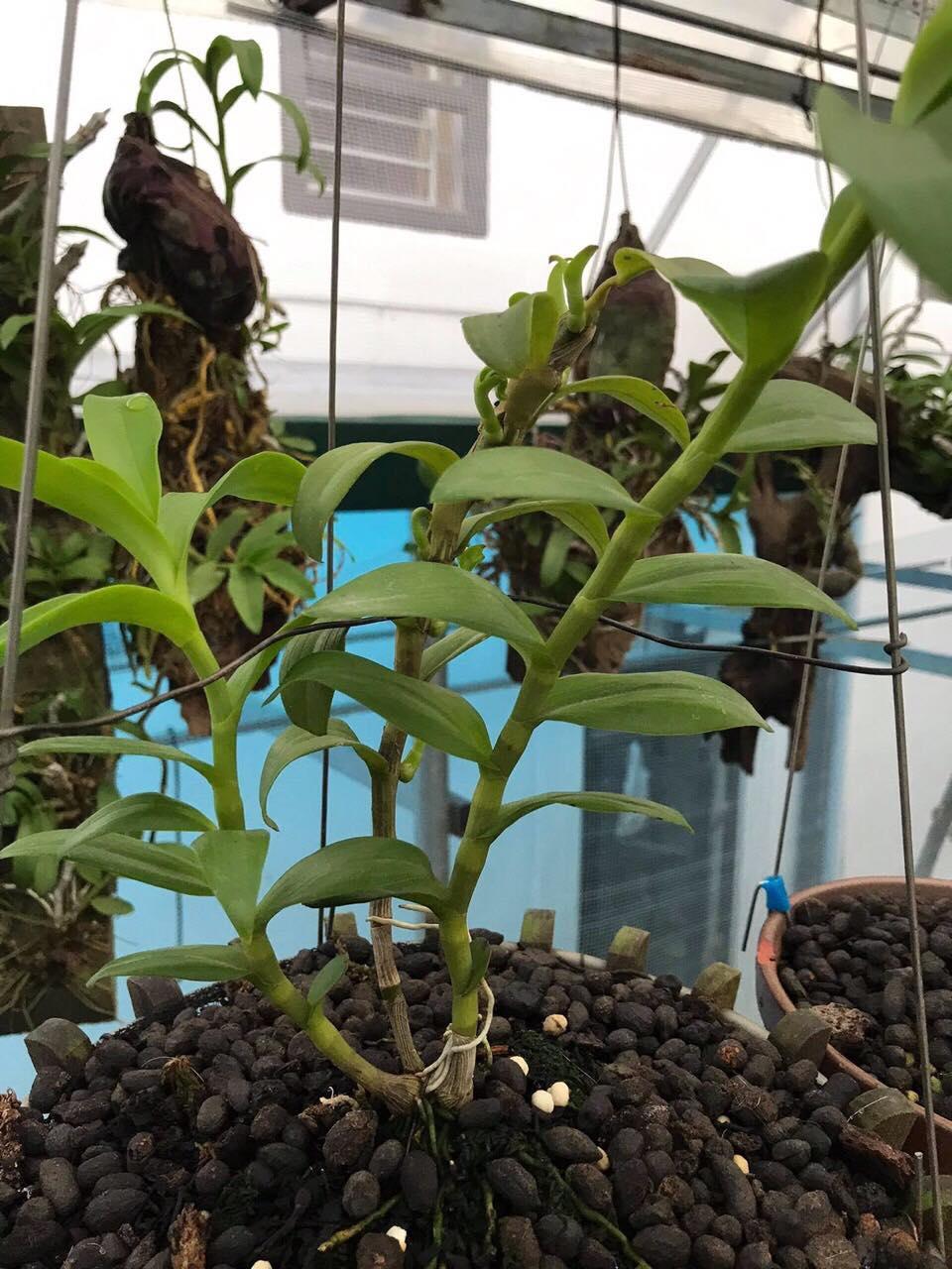CHẬU Lan Phi điệp 5 cánh trắng TIÊN SA