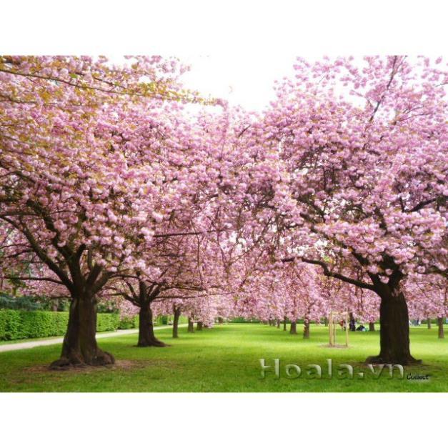 CÂY GIỐNG HOA ANH ĐÀO NHẬT BẢN