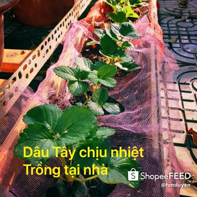 Dâu Tây Đỏ