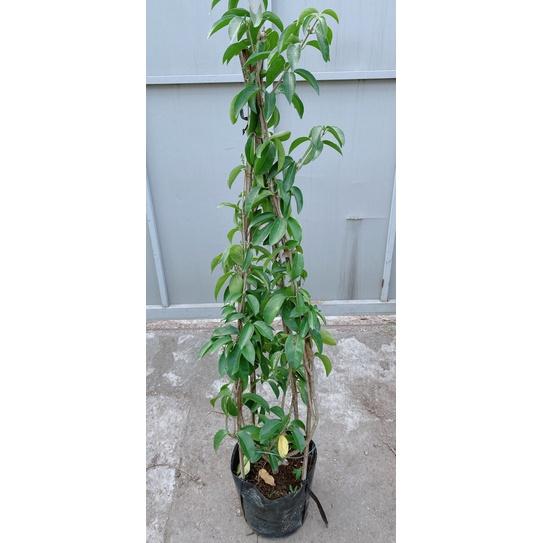 Cây Lan Tỏi