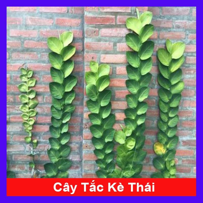 Cây tắc kè thái - cây cảnh vườn + tặng phân bón cho cây