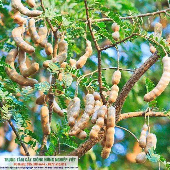 Cây me thái giống