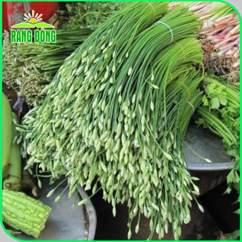 Hạt giống Hẹ Ăn Bông Rado 523 (1g~300 hạt) nảy mầm đều, giàu dinh dưỡng, trồng quanh năm - Hạt giống Rạng Đông