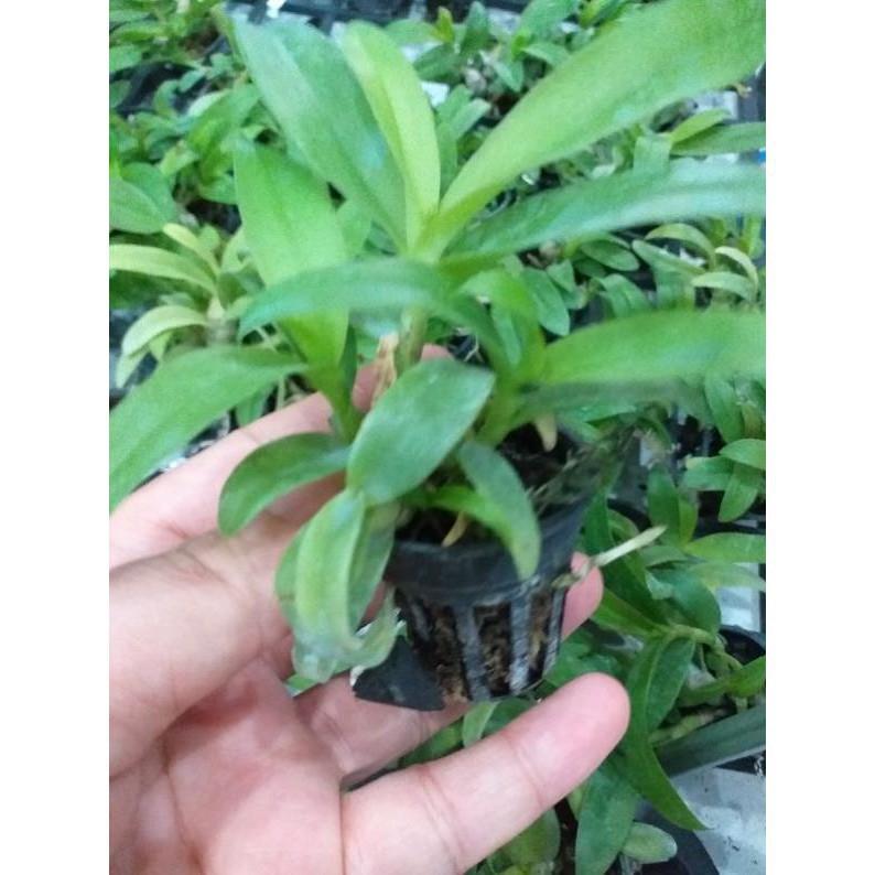 Hoa phong lan - phi điệp nù tam bố ki mập khỏe ấm chậu