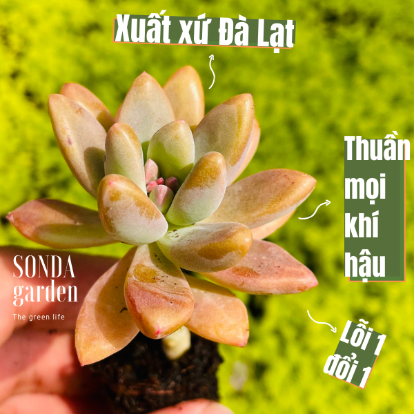 SEN ĐÁ PHA LÊ SIZE MINI KHOẺ ĐẸP LỖI 1 ĐỔI 1