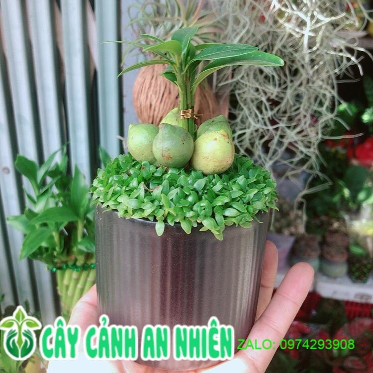 Chậu Cây May Mắn Tài Lộc