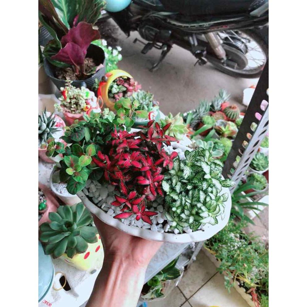 Chậu cây cẩm nhung  Bán Chạy