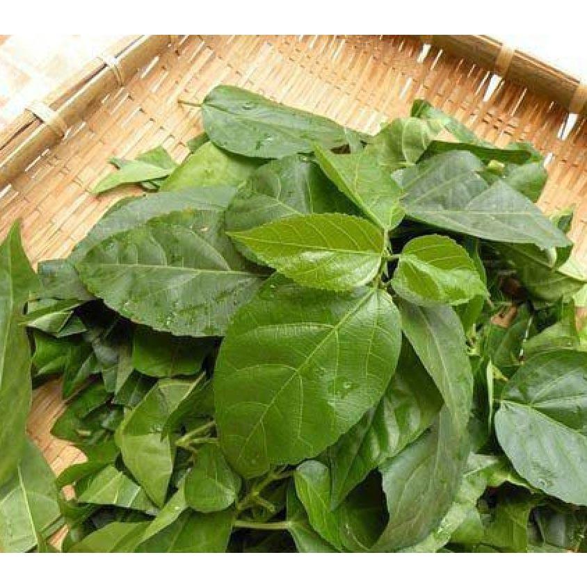 Hạt giống cây lá cách là cách biển, vọng cách KNS3696 - Gói 50 hạt