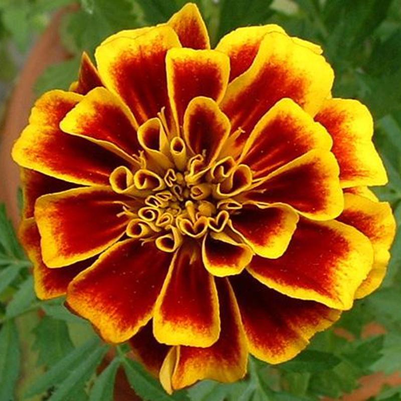 Hạt giống hoa Vạn Thọ lửa- gói 50 hạt