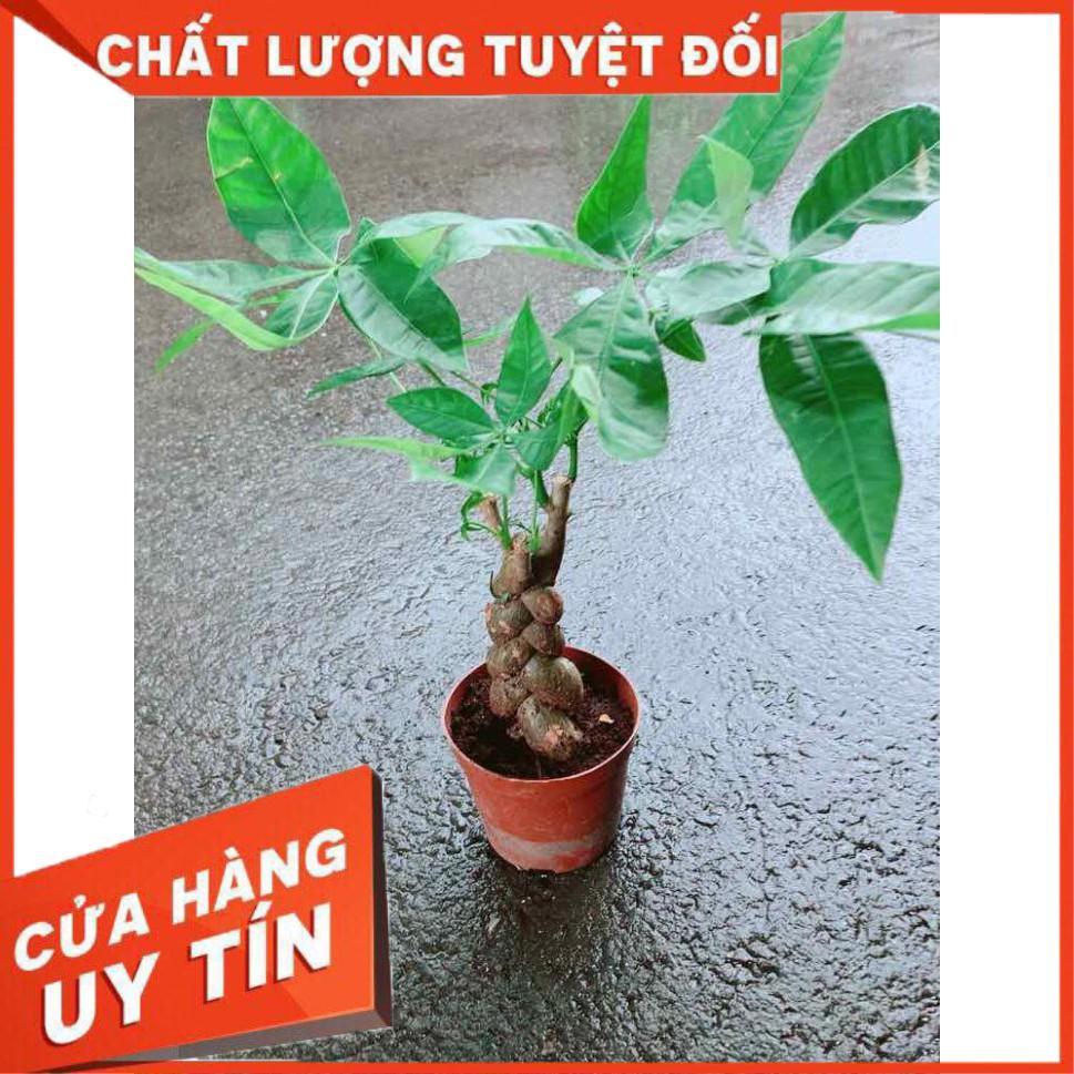 Kim Ngân 3 Thân Nhiều Người Mua