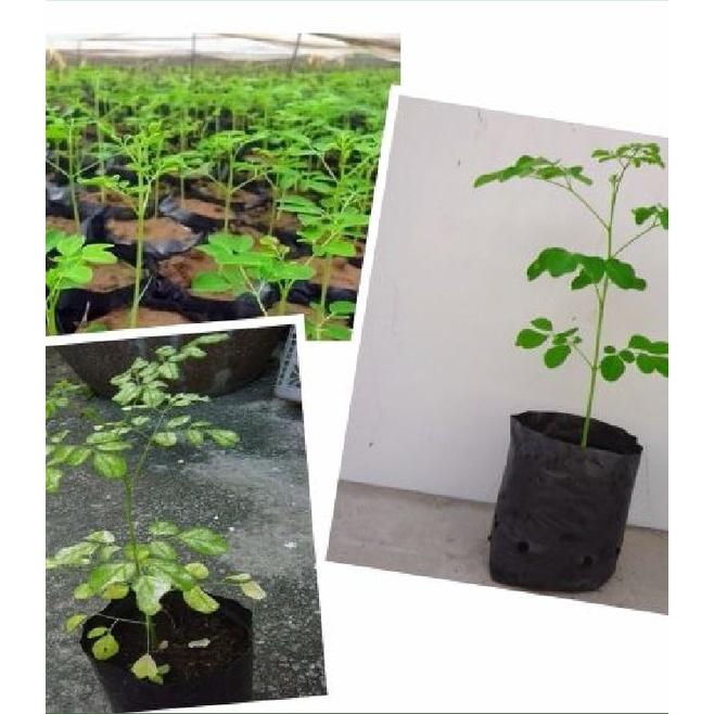 Hạt giống cây chùm ngây F1 CT20 - Gói 10 hạt