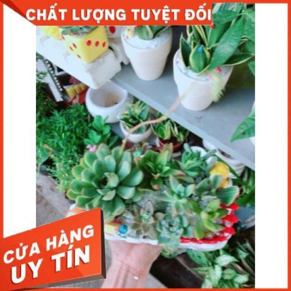 Chậu sen đá mix tiểu cảnh