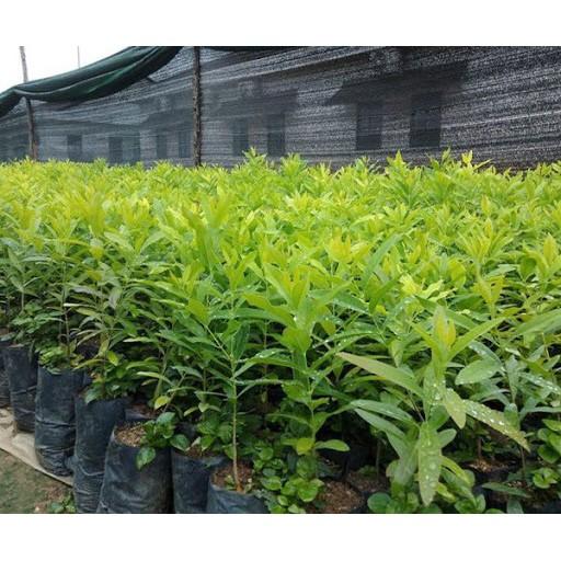 CÂY GIỐNG ĐÀN HƯƠNG trắng Ấn Độ .