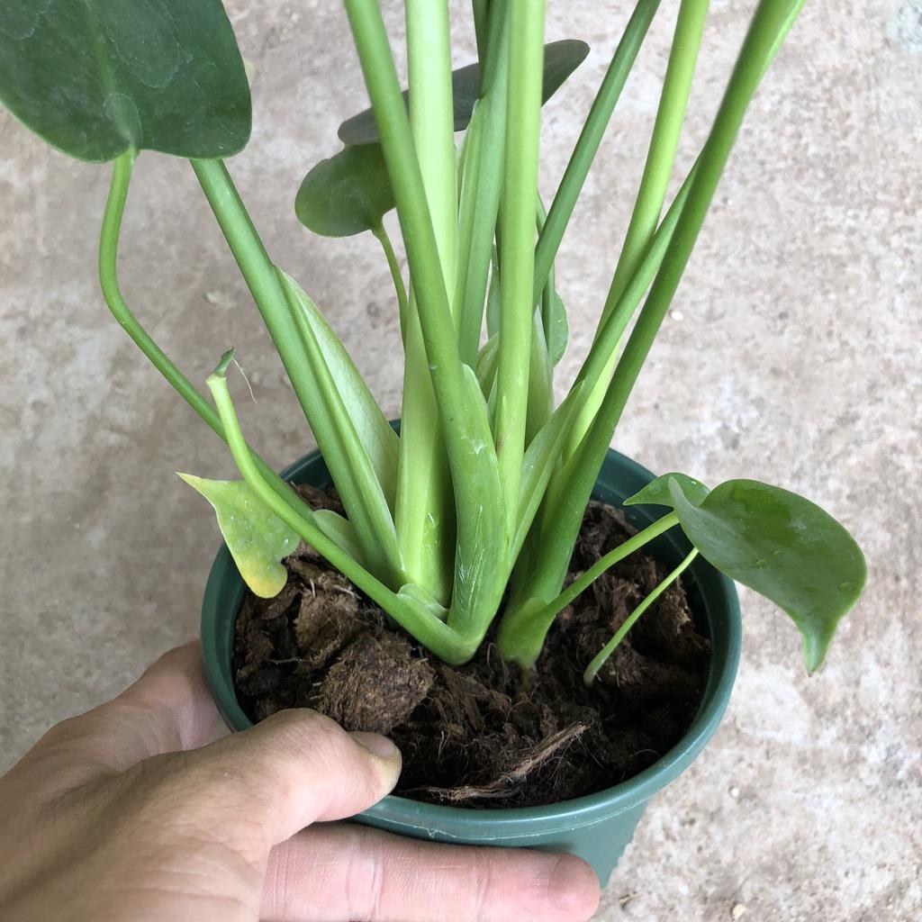 Cây trầu Nam Mỹ cỡ vừa, Chiều cao 35-40cm lá lỗ đẹp mắt thích hợp trang trí cảnh quan