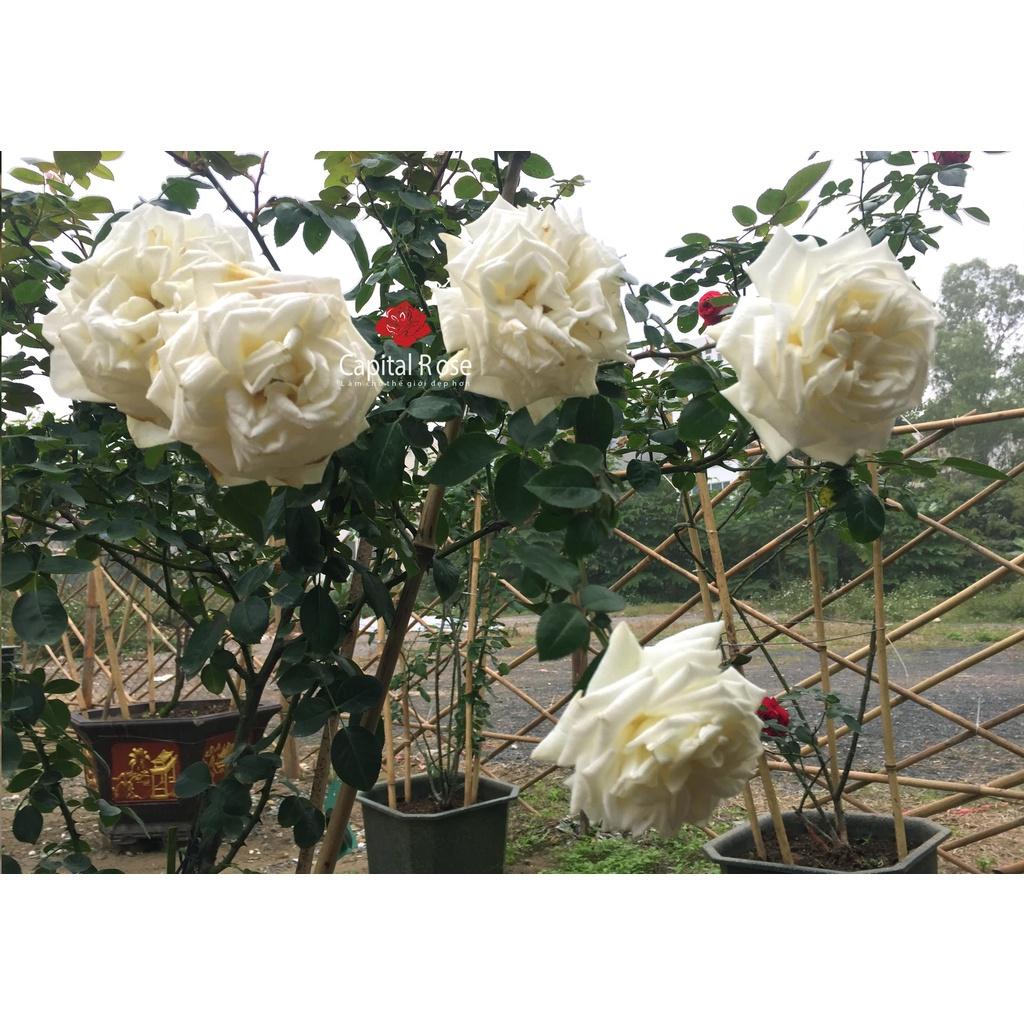Hoa hồng ngoại Jeanne Moreau trắng tinh khôi-bầu to lớn, cây trưởng thành trưởng thành