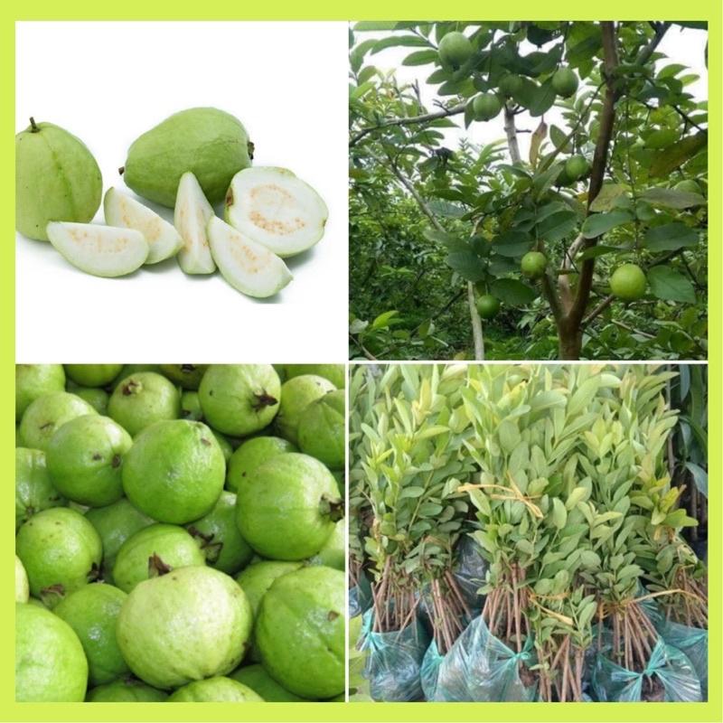 Cây giống ổi Đông Dư-ổi găng cho quả quanh năm