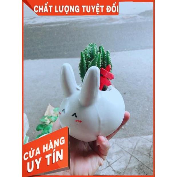 Chậu Xương Rồng Thanh Sơn Thỏ Trắng