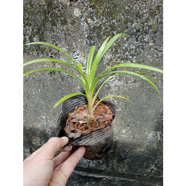 Cây giống lá dứa
