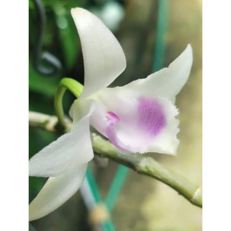 Hoa phong lan - 5ct quảng bình