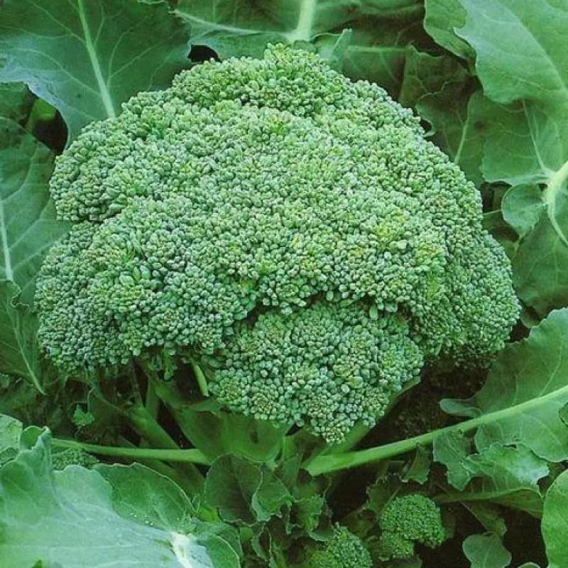 Hạt giống súp lơ xanh