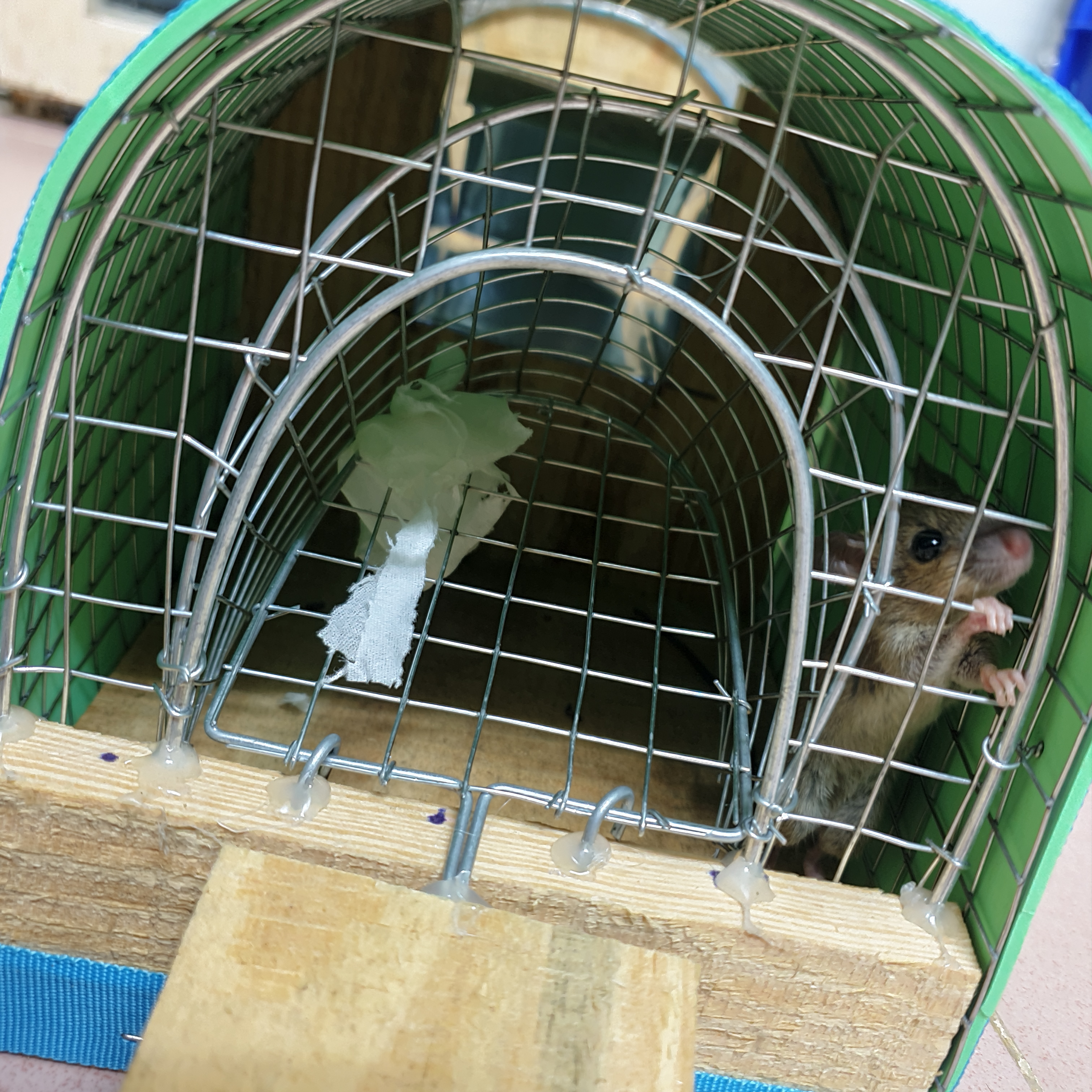 Bẫy bắt chuột