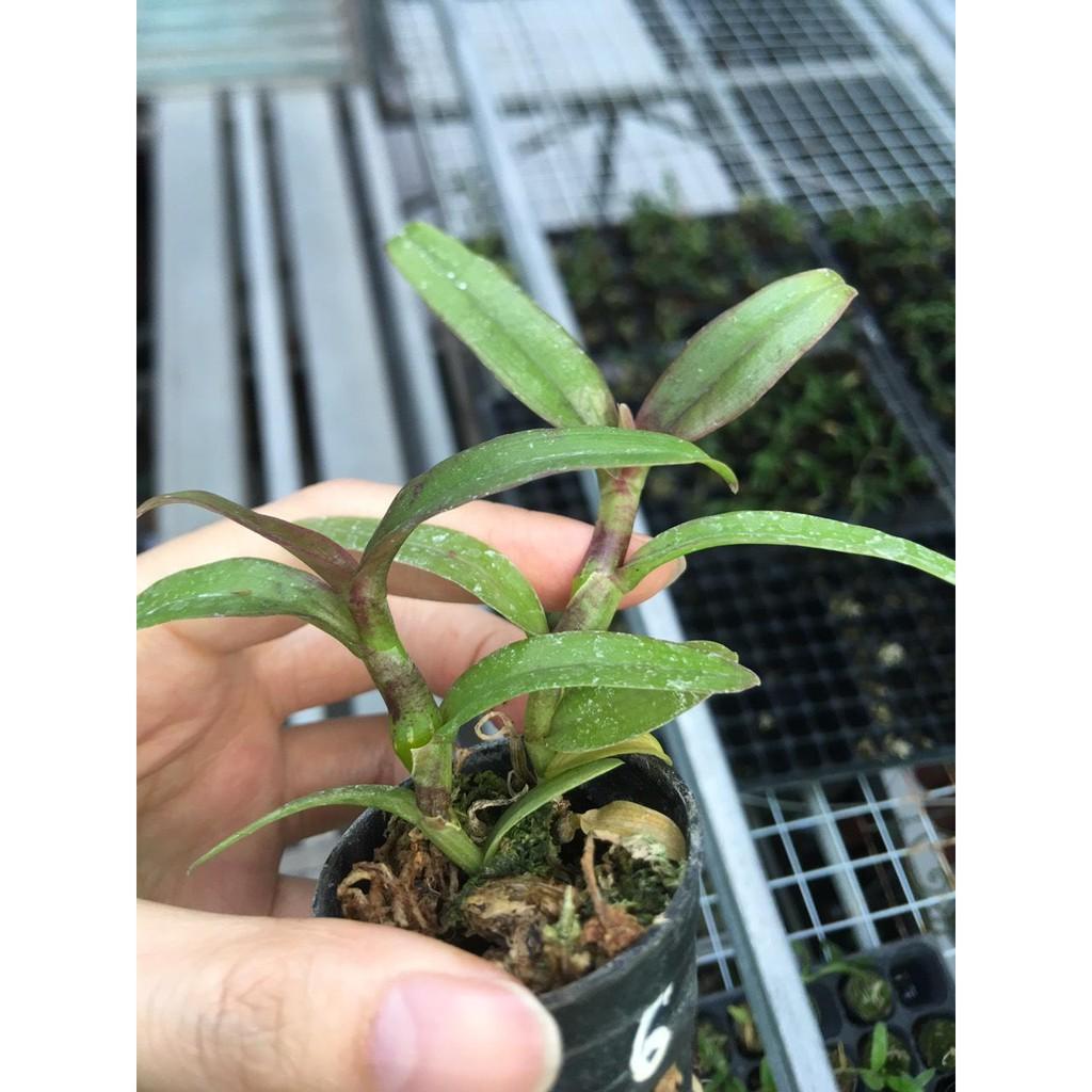 Phi điệp 5ct ho hàng giống