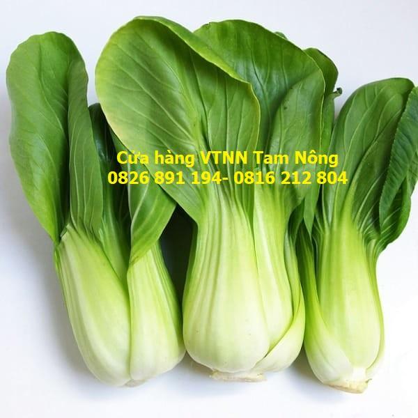 HẠT GIỐNG CẢI CHÍP, CẢI XANH LÙN _THANH GIANG_KL.20G